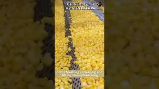 Мурка линия очистки и обмолота сладкой кукурузы Sweet Corn Threshing cleaning line pilam.ru