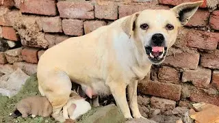 She fought alongside us till the very last moment 😡, never backing down, all to protect her babies.