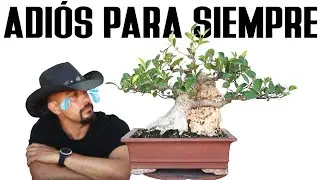 Ficus en Roca - La despedida