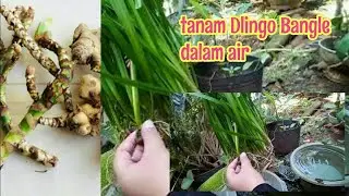 Cara merawat Tanaman Jeringau | dlingo media air@Kahanira