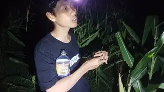 Hunting for a deer in a corn field