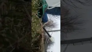 How to set a viteor gopher trap part 2