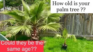 How old is my palm tree ?
