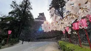 Celebrating the Flora of Japan