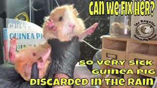 Rescue Journey of a Very Sick Dumped Guinea Pig