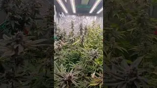 Morphological Highlights &ndash; Flowering Phase Week 6 | #Cannafox #viral#shorts #shortvideo