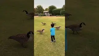 Feeding Geese 🪿