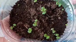 The tomato and pepper seed sale is ongoing. My purchases, plantings, and plans. Onions from seeds...