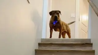 Guy Promises He's Not Going To Keep His Foster Dog