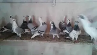 Alaca posta- Raching pigeons multicolor.
