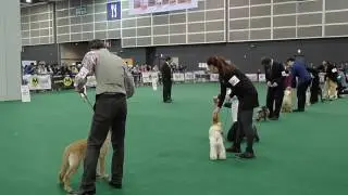 20170225 224th FCI BIS baby Puppy