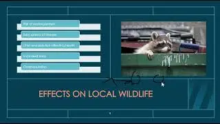 Urbanization's effects on the environment, wildlife and people