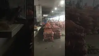 👑💫🌽Nagpur Kalmana market sweet corn 🌽🌽🌽🌽 💫Eicher pro 3018 plus💫 #shortsviral#automobile#song #travel