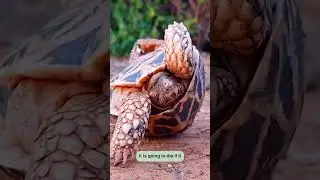 13 animals that can kill themselves
