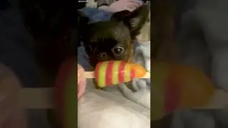 Dwarf Dog Dottie #shorts | The Koala