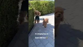 #cute #cutepet #dubai #cutedog #dog #dogs #4knature