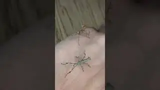 Extatosoma tiaratum dancing 💃