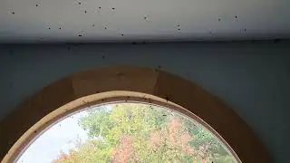 Office Lady Bug Invasion