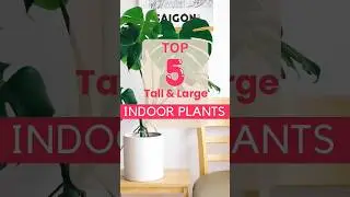 Top 5 Tall & Large Indoor Plants #airpurifyingplants #indoorplants #houseplants