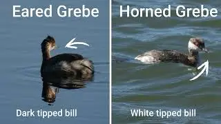 Bird Breakdown - Eared Grebe vs Horned Grebe