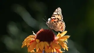 Amazingly Beautiful Butterflies, Relaxing and Calming Meditation Music Video