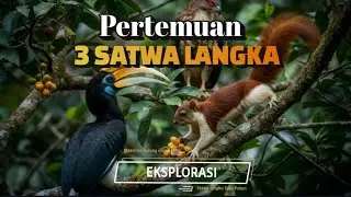 Pertemuan 3Satwa Langka Dalam Satu Pohon