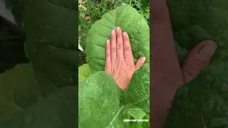 Giant Ceremonial Tobacco leaves