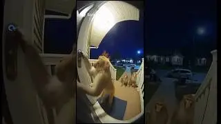 Monkeys ding dong ditching. #dingdong #monkey #sora #funny #soralife #memes #ai #shortvideos