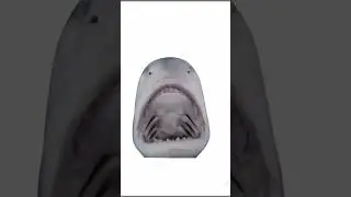 Take a sharkie!!||Random post||Warning! there is a shark in this video! mwhehehe|| #Shark #insane