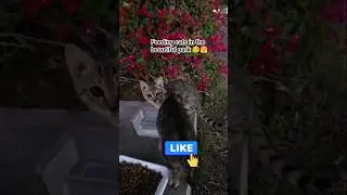 Feeding stray cats in the beautiful park 💕 💖💝💕 #cats #nature #fypシ゚viral #uae