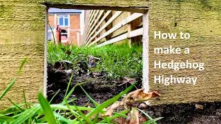 How to Help Hedgehogs in your Garden