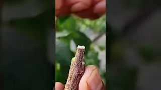easy way to graft new tree branches #treanding #grow #shortvideo