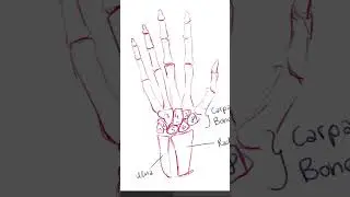 Learn Hand Anatomy In 1 MINUTE #art #tutorial #digitalart #artist #anatomy #arttutorial #hand