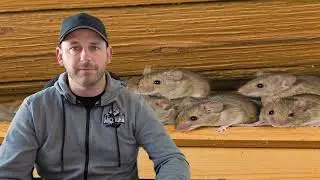 Free Mice Control Inspection | Michigan Wildlife Solutions