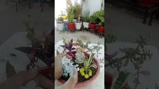 very beautiful fairy Garden 🏡😻