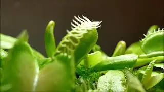 Venus Flytrap Slow Motion And Macro