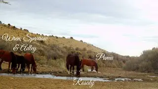 Life Shifts on the Range with Puma’s Band Dec 21 2025