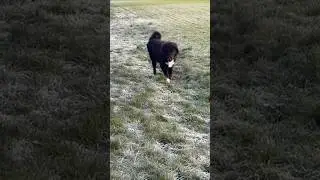 Greek shepherd enjoys the foggy grass #animals #shepherds #greekshepherd