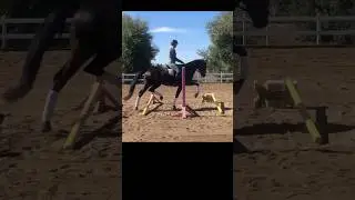 A Horse's Version of Knees To Chest Exercise!