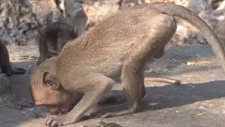 Very Exhausted Poor Baby Monkey Need Water So Much