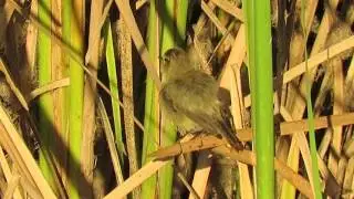 Chiffchaff (Phylloscopus collybita) preening, Morocco