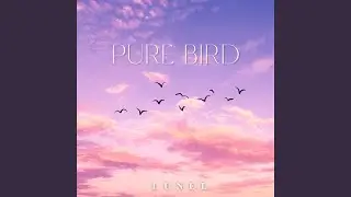 Pure Bird
