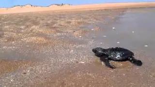 Bare Sand Island N T   Olive Ridley turtle hatchling physio2