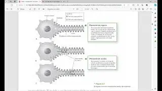 Introducción a la psicología Charles G. Morris • Maisto: Neuronas, El impulso nervioso, La sinapsis