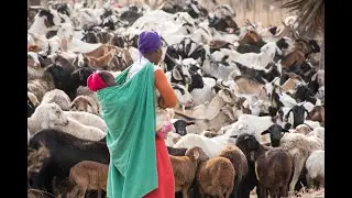 The Goat Agribusiness Project