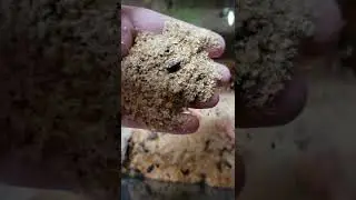I guess my beetles laid eggs finally... because I'm starting to see mealworms!