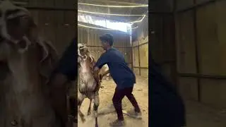 DEONAR BAKRA MANDI | MUMBRA BAKRA MANDI | #deonarmandi #goats  #bakramandi2025 #trending #viralvideo