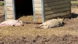 A walk around Kew Little Pigs Farm | Piglets | Pig Farm Life