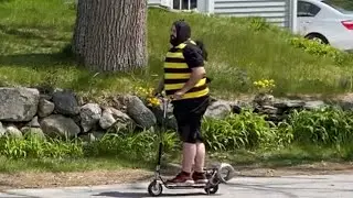 Murder Hornets Massachusetts