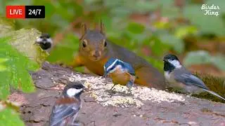 🔴 24/7 LIVE: Cat TV 😺 Adorable Birds and Squirrels in the Forest🐦&zwj;⬛ 4K Cat Games